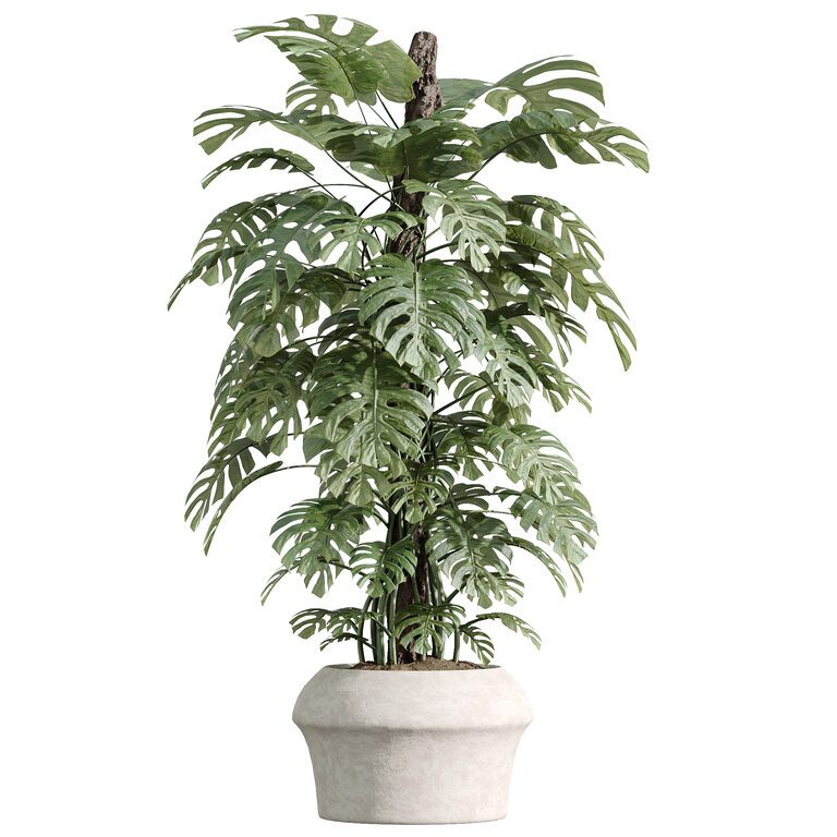 dracaena plant yellow leaves Dracaena 'Dorado' main image 1