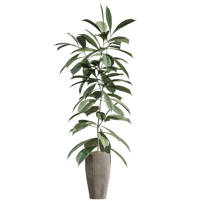 AV Indoor Plants Olive Eucalyptu and Dracaena Warnecki and Monstera  Deliciosa Set 259 (391938) 3D model - Download 3D model AV Indoor Plants  Olive Eucalyptu and Dracaena Warnecki and Monstera Deliciosa Set