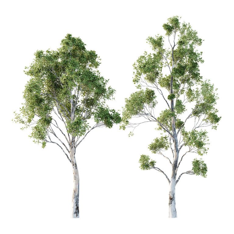 Сідней Blue Eucalyptus 06 (392199), 3d модель 1