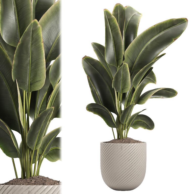 Indoor plant 048 (393572) 3D model - Download 3D model Indoor plant 048 ...