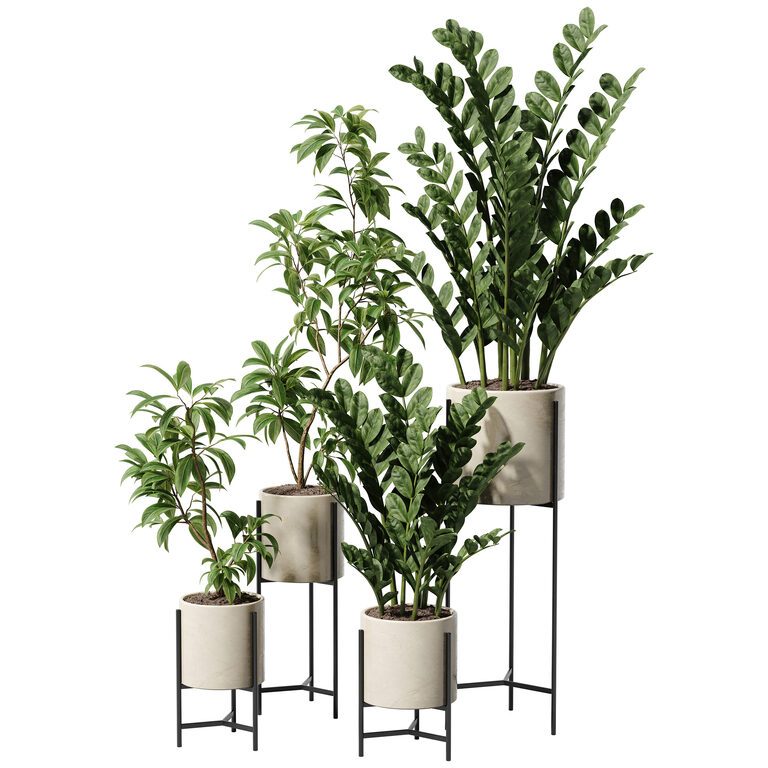 Zamioculcas and Pieris Japonica Plant Set (393739) 3D model - Download ...