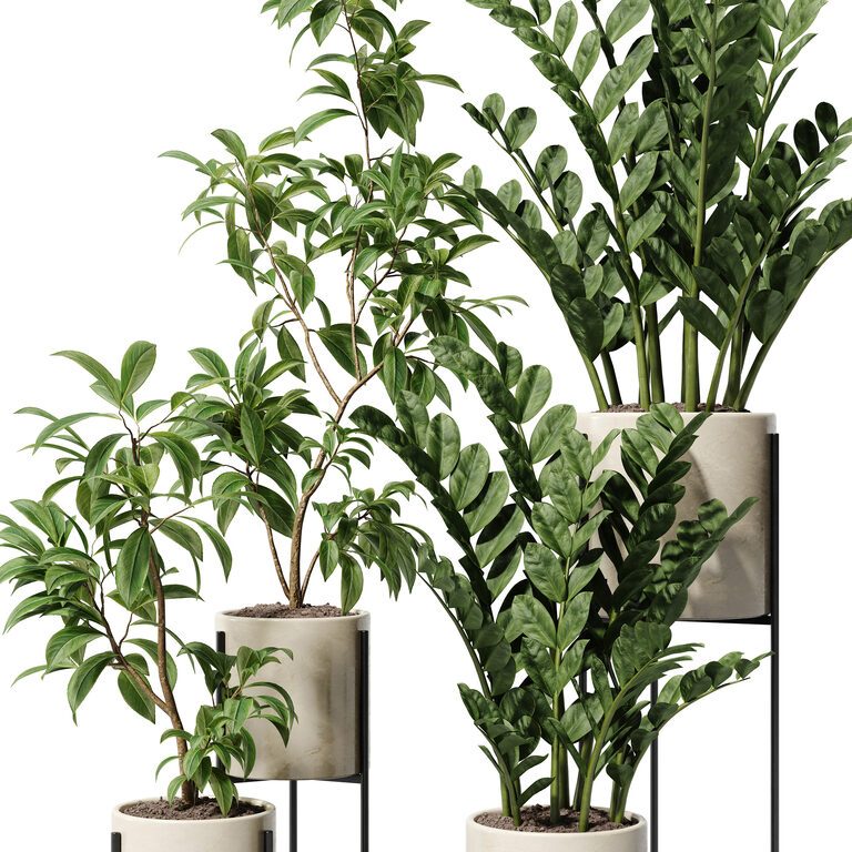 Zamioculcas and Pieris Japonica Plant Set (393739) 3D model - Download ...
