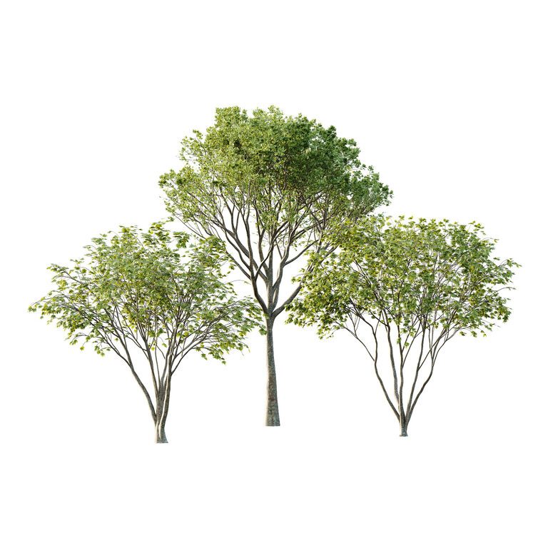 World Tree Model Different Trees 34 (393745) 3D model - Download 3D model Different ...