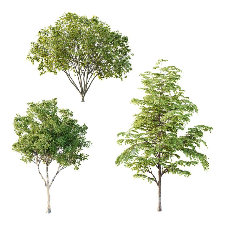 Different Tree Model Different Trees 35 (393748) 3D model - Download 3D model Different ...