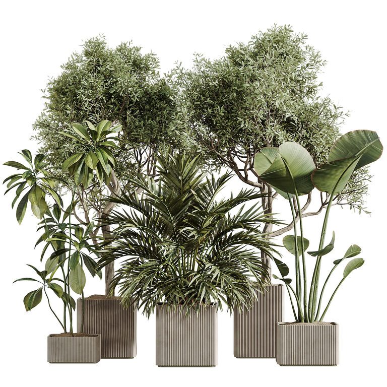 AV Olive and Banana Nicolai та Palm Kentia та Ficus Fig Set 310 (393808), 3d модель 1