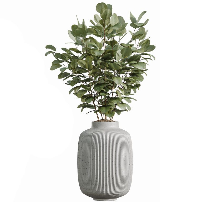 AV Indoor Plants Eucalyptus Bouquet and Olive and Ficus Dracaena and ...