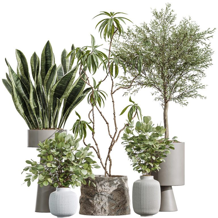 AV Indoor Plants Eucalyptus Bouquet and Olive and Ficus Dracaena and ...