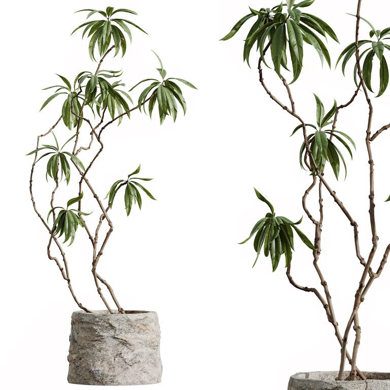 Комнатные растения AV Eucalyptus Bouquet and Olive and Ficus Dracaena ...