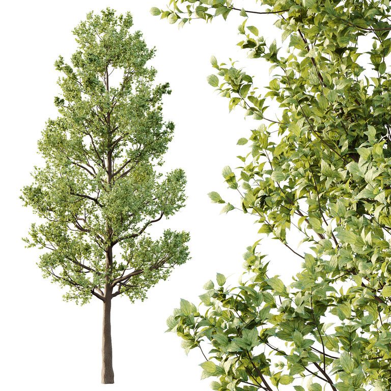 Tilia platyphyllos Tree 02 (394222) 3D model - Download 3D model Tilia ...