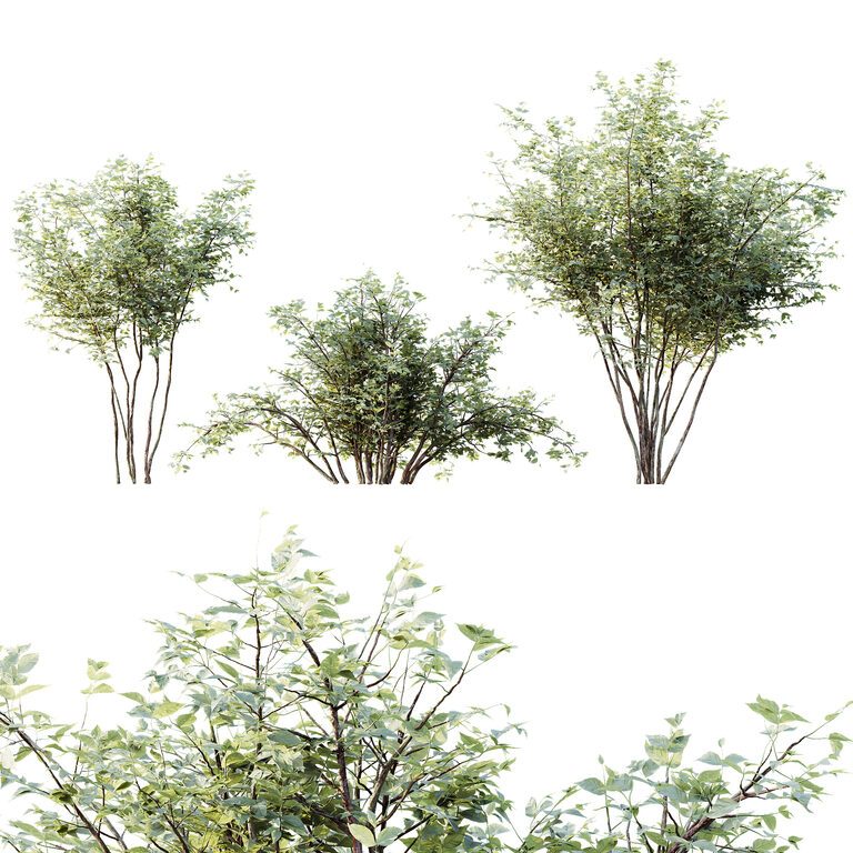 Куст AV Plants Small (394591), 3д модель 1
