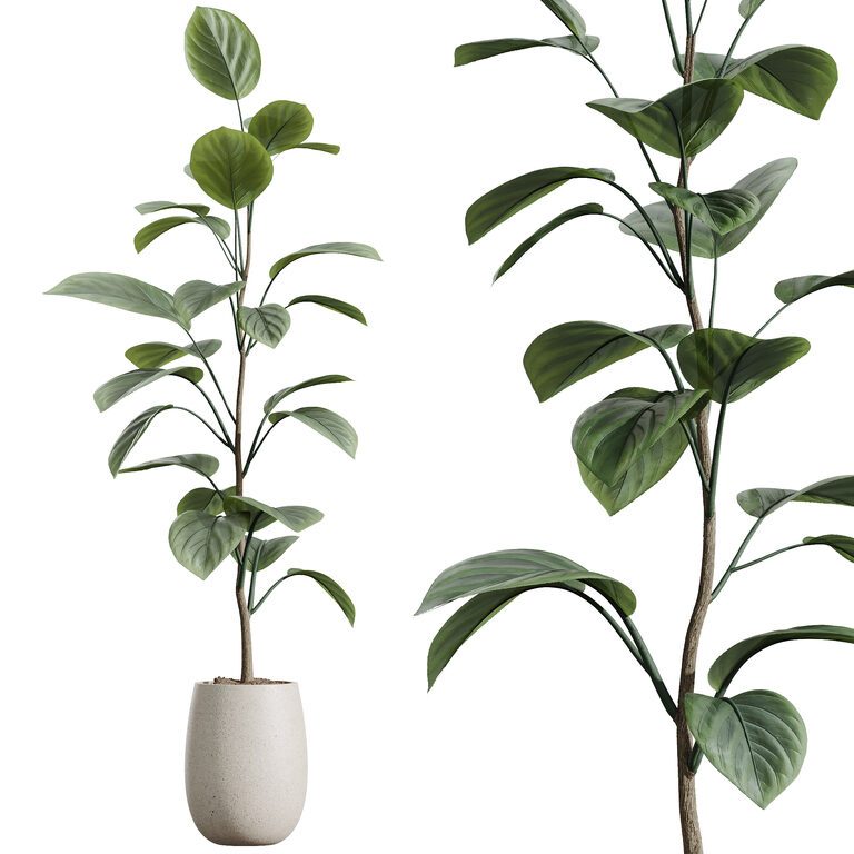 dracaena fernwood Fernwood Punk Snake Plant - 10