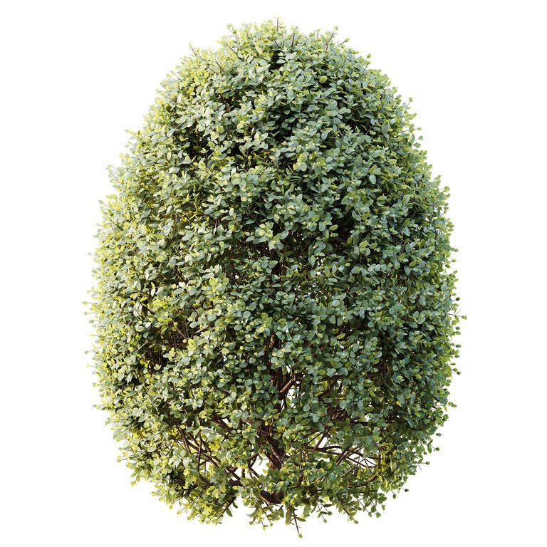 pachira money tree plant Money Tree: Bring Good Fortune to Your Home