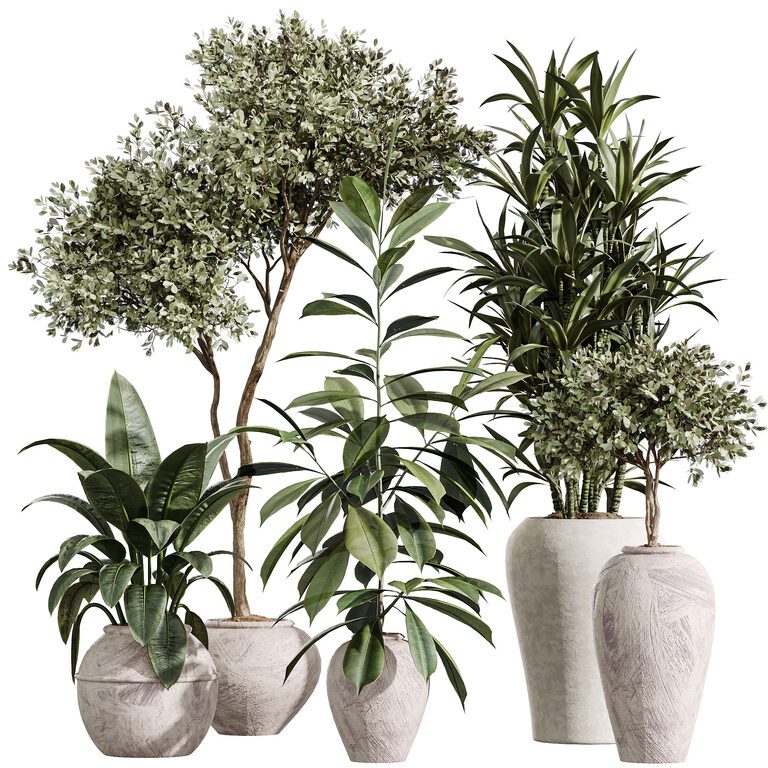 А. Оливкова та Дракаена Warneckii та Ficus Cyathistipula та Ficus Elastica Set 399 (395359), 3d модель 1