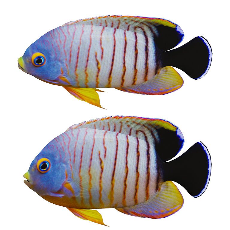 Marine fish (395448), 3d model 1