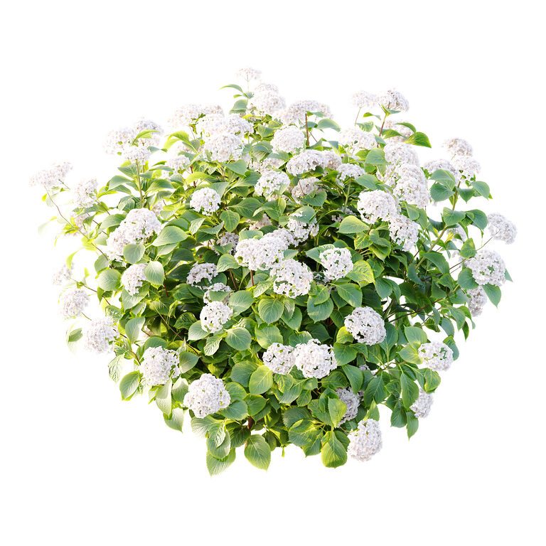 Hydrangea arborescens Bush 09 (395496) 3D model - Download 3D