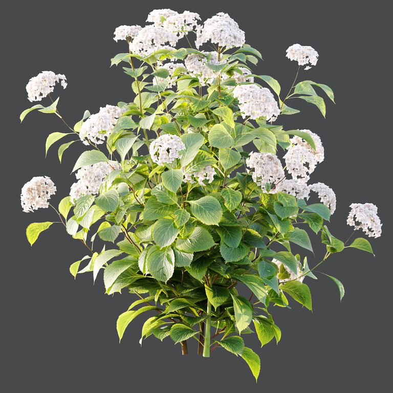 Hydrangea arborescens Bush 09 (395496) 3D model - Download 3D