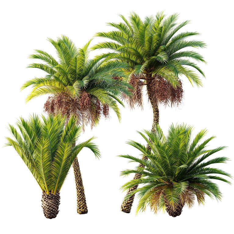 AV Phoenix Sylvestris Фрукти та Фенікс Canariensis (396035), 3d модель 1