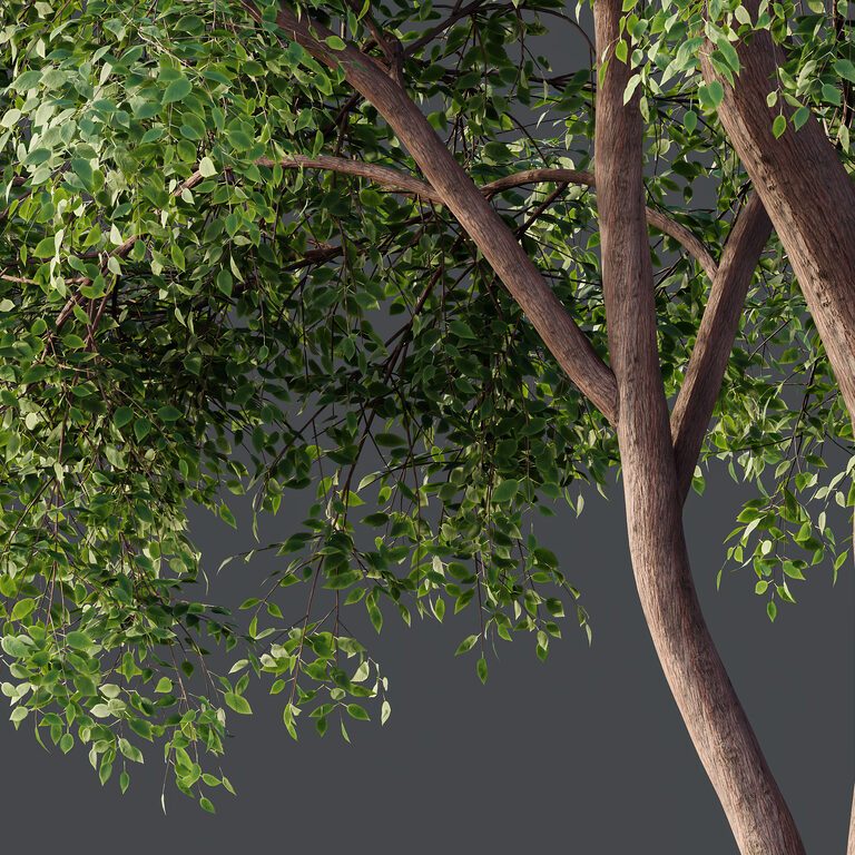 AV Ash Tree and American Elm Tree (396095) 3D model - Download 3D model ...