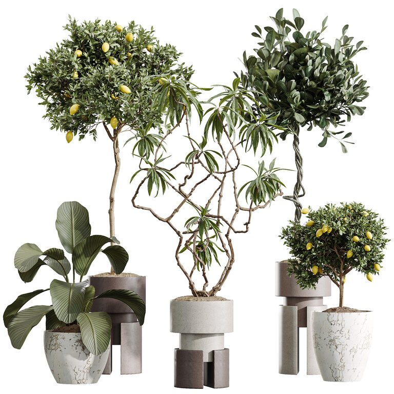 AV Indoor Plants Set 403 lemon Ficus Japandi Calathea Lutea