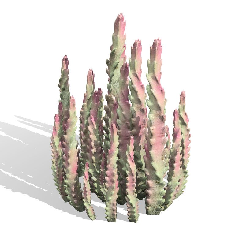 Wild Arabian Desert Flora Pack (397644) 3D model - Download 3D model ...