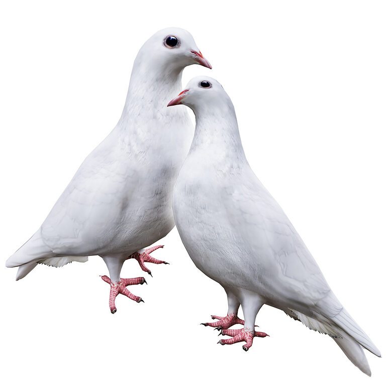 Dove (397765), 3d model 1