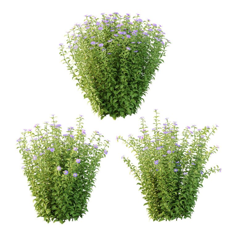 Рослини Aster tataricus tatarian aster Plants 01 (397862), 3d модель 1
