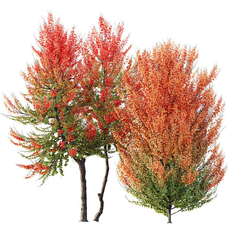 Клен AV Acer X freemanii Sapindaceae (398233), 3д модель 1