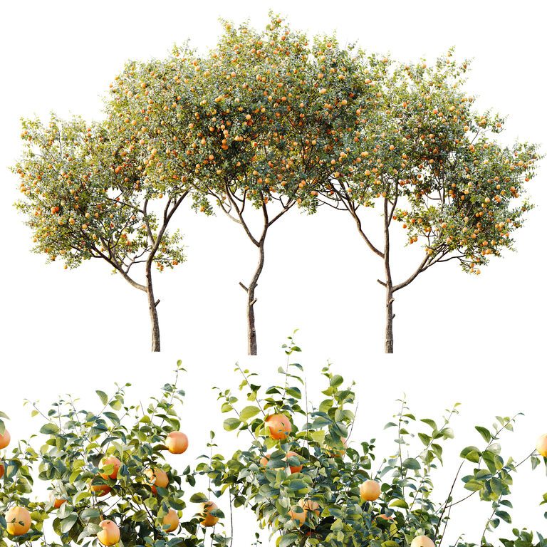 Цитрусові рослини AV Plants Citrus Sinensis Апельсин Аранчо Version02 (398348), 3d модель 1