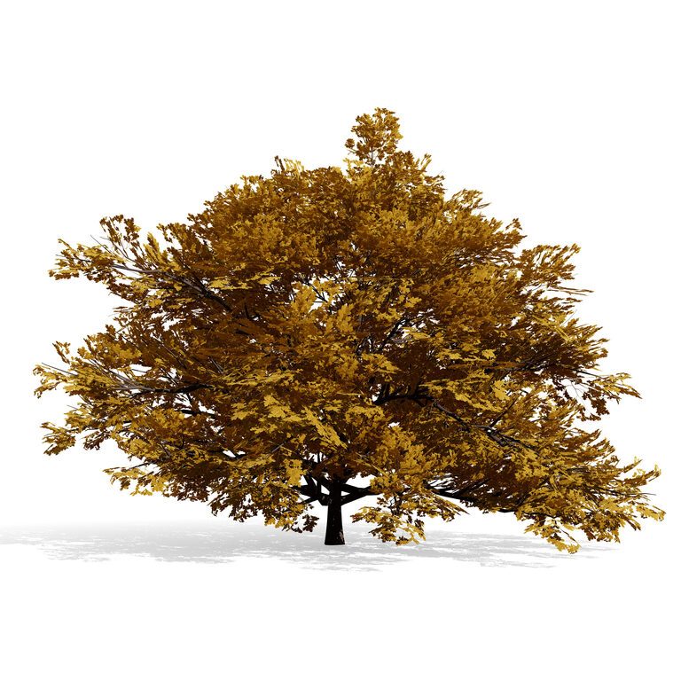 North American Swamp White Oak Tree (398761) 3D model - Download 3D ...