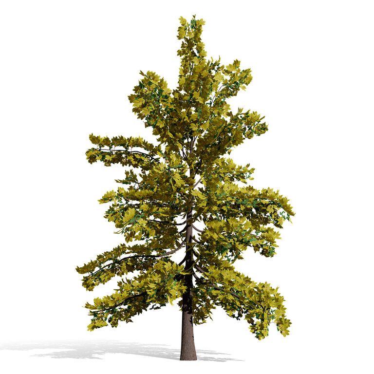 North American Swamp White Oak Tree (398761) 3D model - Download 3D ...