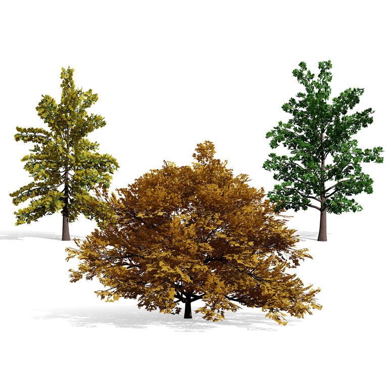 North American Swamp White Oak Tree (398761) 3D model - Download 3D ...
