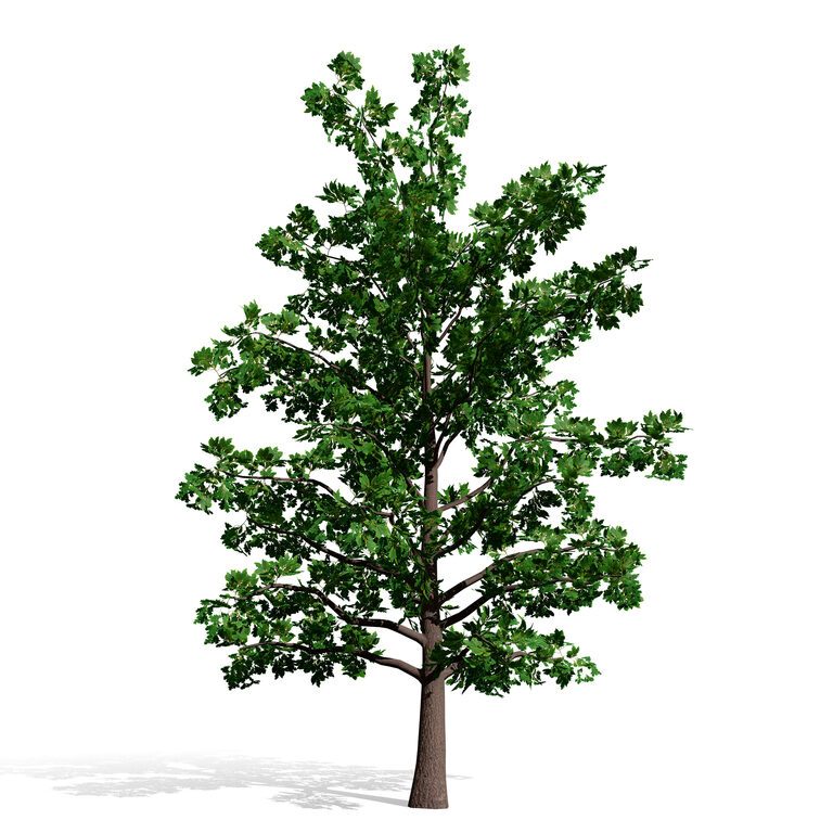 North American Swamp White Oak Tree (398761) 3D model - Download 3D ...