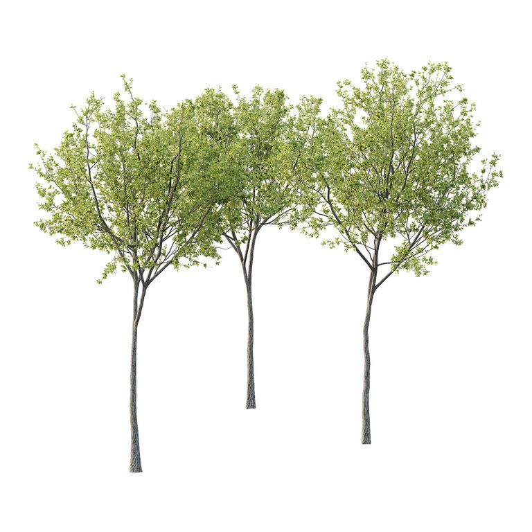 Китайський ясен (Fraxinus chinensis) 08 (400150), 3d модель 1