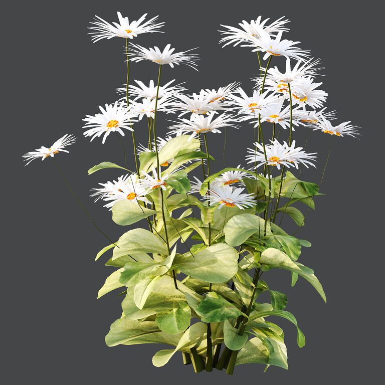 Common Daisy Flower Plant 01 (400234) 3D model - Download 3D model ...