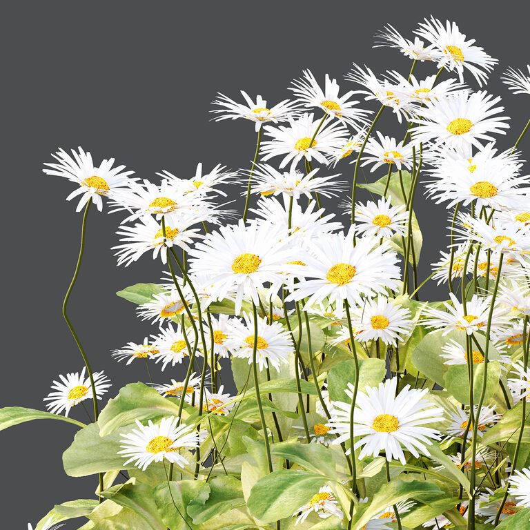 Common Daisy Flower Plant 02 (400235) 3D model - Download 3D model ...