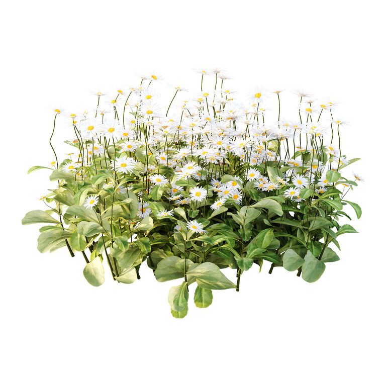 Common Daisy Flower Plant 02 (400235) 3D model - Download 3D model ...