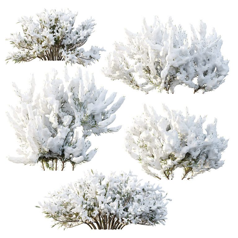 AV Winter plant Snow Wild Erica Multiflora and Snow Juniperus Sabina (400239), 3d model 1