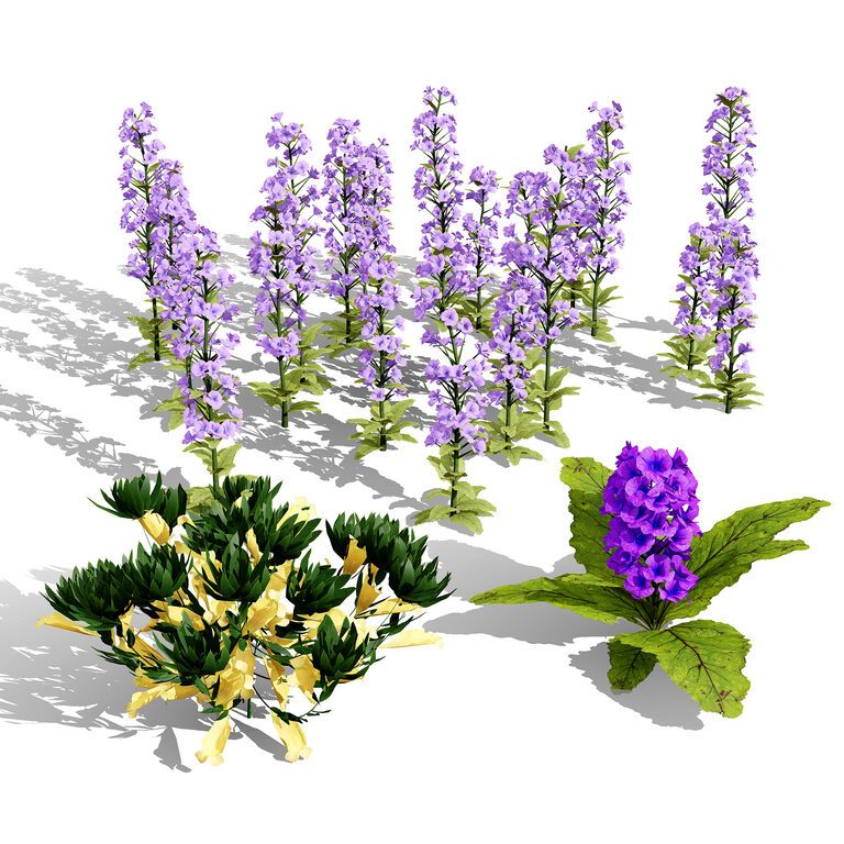 Arabian Ajuga Arabica 3D Model Pack (400303), 3d model 1