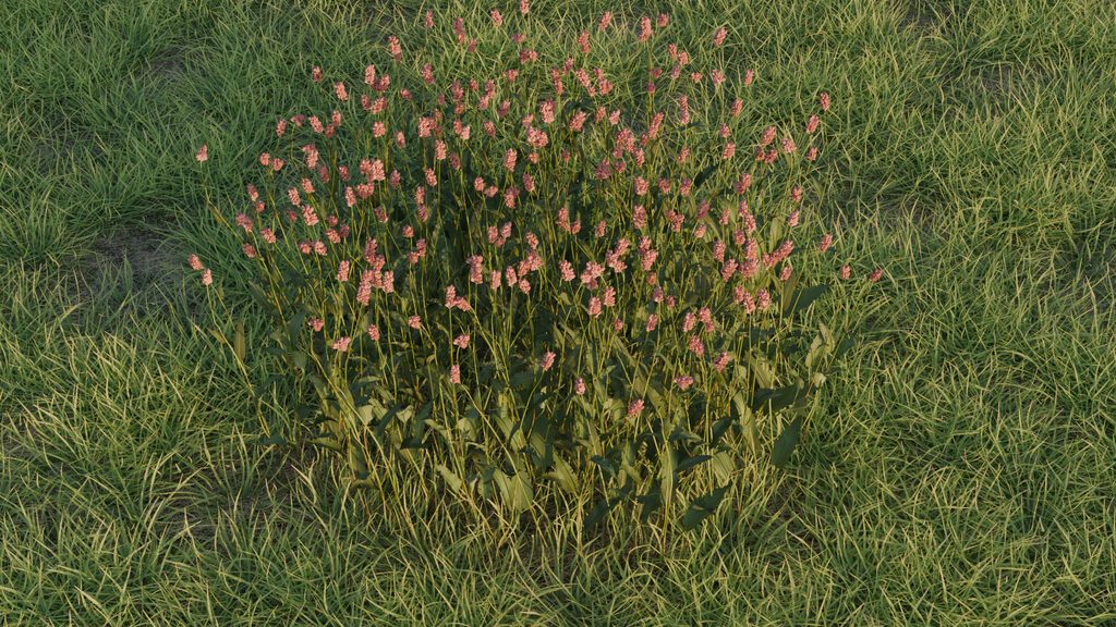 Bistorta officinalis (401312), 3d model 1