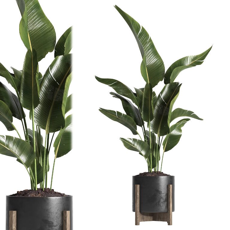 Indoor plant 053 (402518), 3d model 1