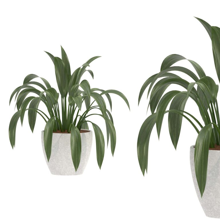 Aspidistra Elatior Potted Plant (404239), 3d model 1