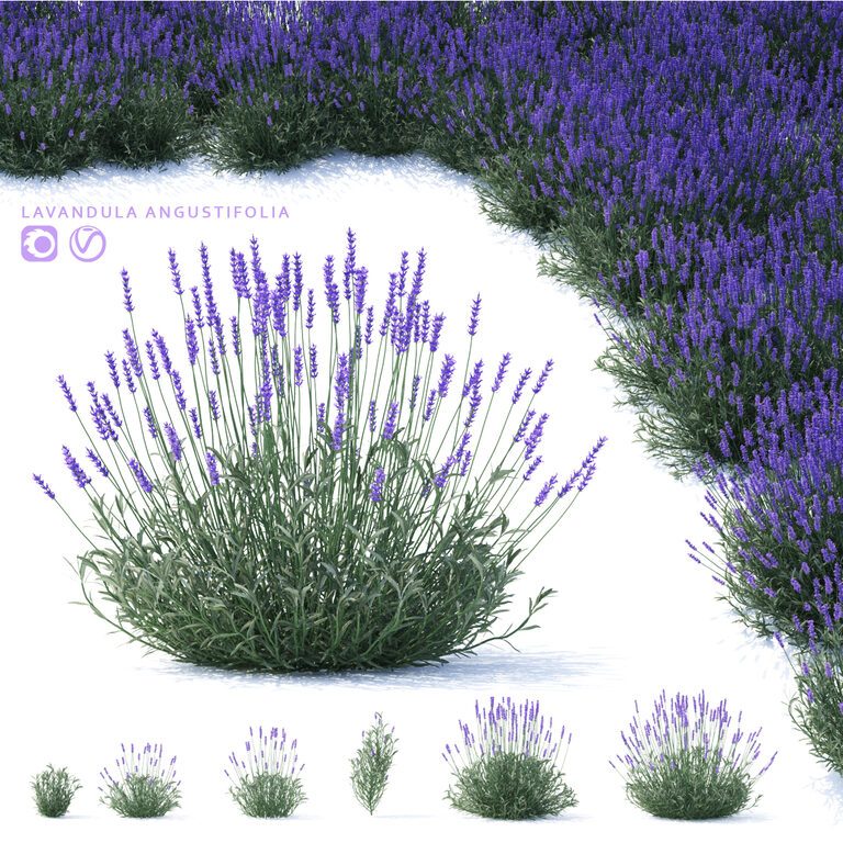 Lavandula angustifolia (88720), 3d model 1