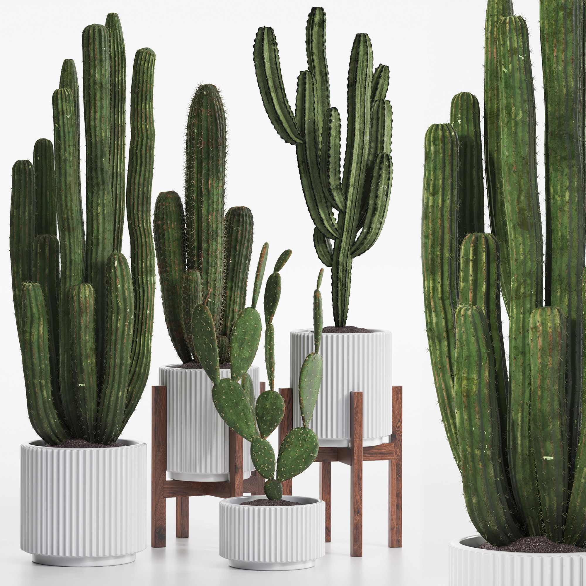 Cactus set (354367)