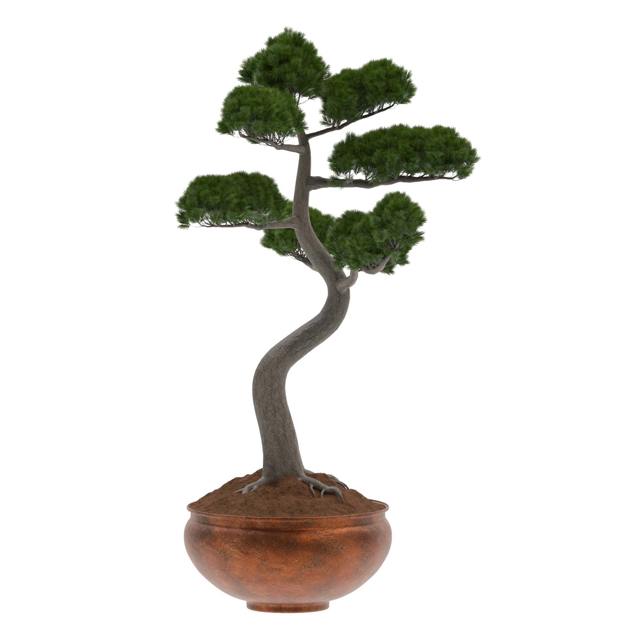 Pine Bonsai Tree set 003 (404332) 3D model - Download 3D model